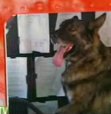 Driving Dog Prank