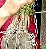Sexytime Root Formation