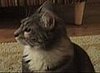 The Dramatic Cat
