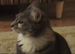The Dramatic Cat