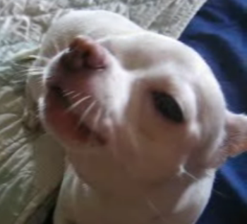 Chihuahua Sings Along With Cell Phone