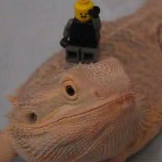 Bearded Dragon Poses for the Camera