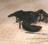 Lobster Knife Fight