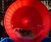 Hamster Takes His Wheel for a Spin