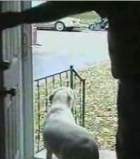 Dog Won't Exit Through No-Glass Door