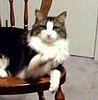 Cat Waves Hello and Shakes Hand