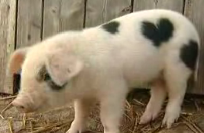 Meet Valentine: The Piglet With a Heart-Shaped Birthmark