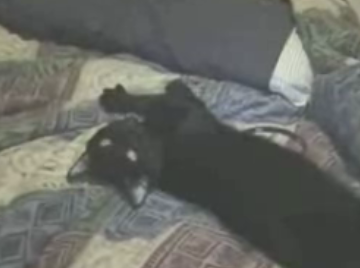Sleepy Cat Won't Wake Up
