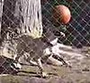 Dog Balances Ball on Nose
