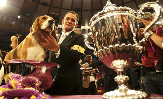 79377687CM041_Canine_Champi 79377687CM041_Canine_Champi