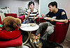 Share a Plate With Pet?