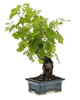 Cabernet Grapevine Bonsai: Love It or Hate It?