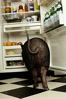 Potbellied Pig Quiz
