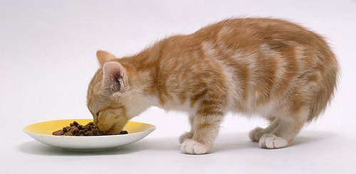 Super Bowl Treats for Your Cat