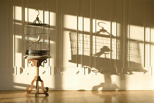 Accessories for the Bird Lovers