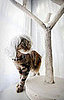 Kitty Wigs: Spoiled Sweet or Spoiled Rotten