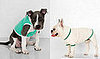 American Apparel Tees for Dogs