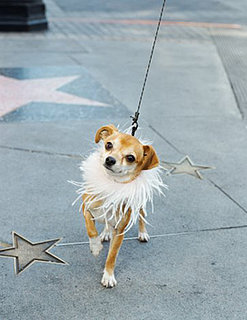 Oscar Gift Bag Goodies For Celeb Pets