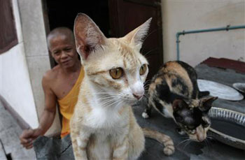 Pets Abandoned in Thai Temple