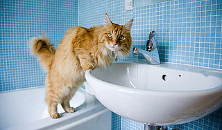 Spring Cleaning Your Cat's Litter Box