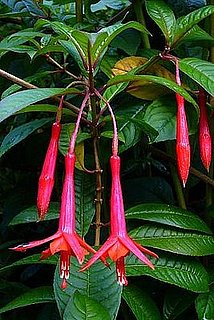 Pet Safe Plants for Spring