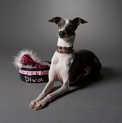 If Money Was No Object What Would You Buy Your Pet?
