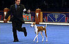 Animal Planet's Dog Championships Tonight at 8pm