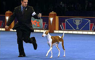 Animal Planet's Dog Championships Tonight at 8pm