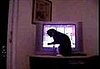 Cat Not Happy With Stock Market News 