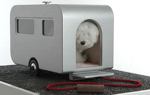 This (New) Home: Dog Is a God