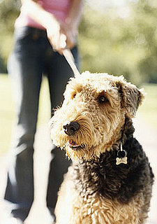 New Year’s Petsolution: Get in Shape