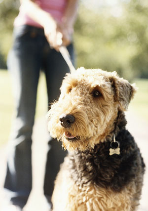 New Year’s Petsolution: Get in Shape