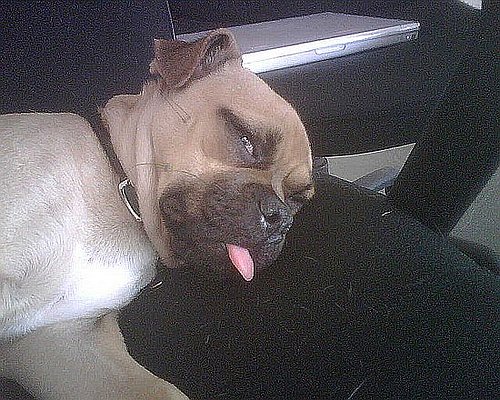 Benjamin: Pet of the Week
