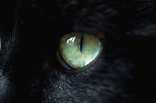 Do You Speak Cat?