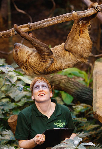 Creature Features: Two-Toed Sloth