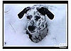 Can You Spot the Dalmatian?