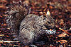 Creature Features: Squirrels