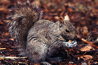 Creature Features: Squirrels