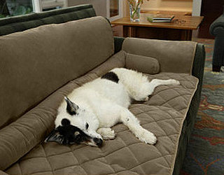 Couch Saver: Spoiled Sweet or Spoiled Rotten? 