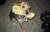 Buddy McScruff and Oliver Wiggles: Pets of the Week
