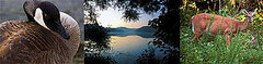 Out and About: Tennessee's Radnor Lake