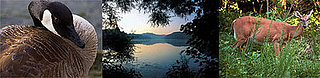 Out and About: Tennessee's Radnor Lake