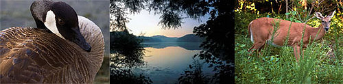 Out and About: Tennessee's Radnor Lake