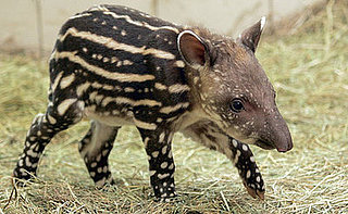 Guess What Animal?