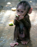 Name This Primate, Baby! Name This Primate, Baby!