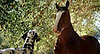 Story Behind the Scenes: Clydesdales and Dalmatians
