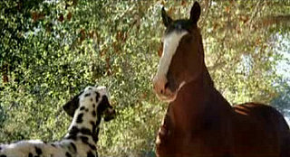 Story Behind the Scenes: Clydesdales and Dalmatians