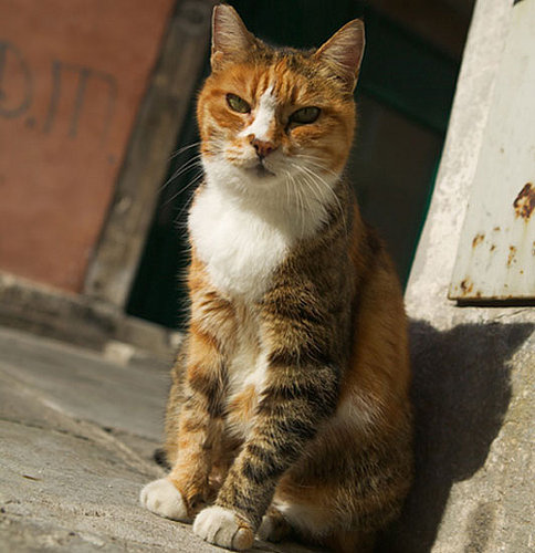 Out and About: Louisiana's Cat Haven