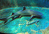 The Scoop: Shark Virgin Welcomes Baby!