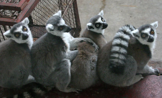 Guess What Species?